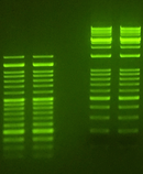 SmartGlow Safe DNA Stain| Gel Electrophoresis Consumables and Reagents