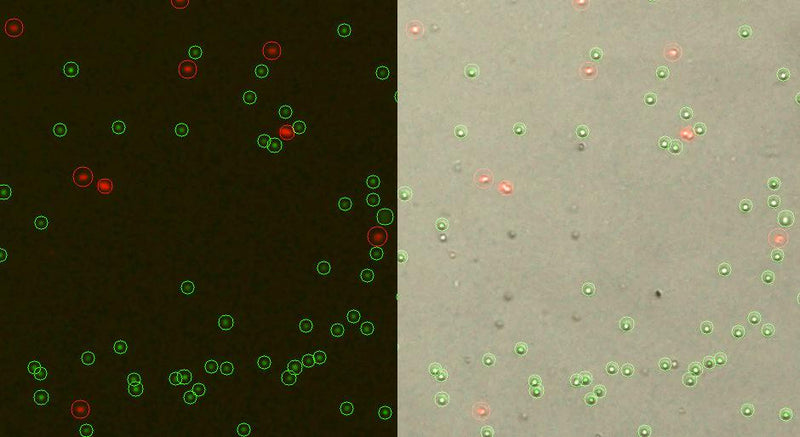LUNA-FL Calibration Beads