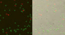 Luna-FL Yeast Viability Kit