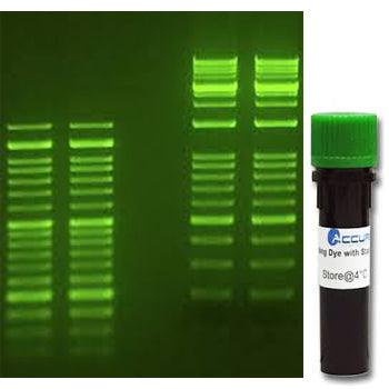 SmartGlow Safe DNA Stain| Gel Electrophoresis Consumables and Reagents